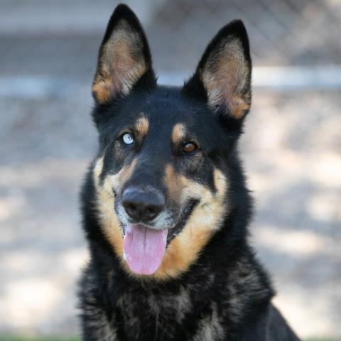 TWIX, Adoptable, Adult Female German Shepherd Dog & Mixed Breed.
