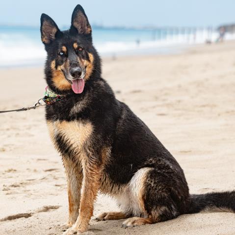 Enlarge TWIX, a Adoptable mixed breed in Camarillo, CA image 1/1