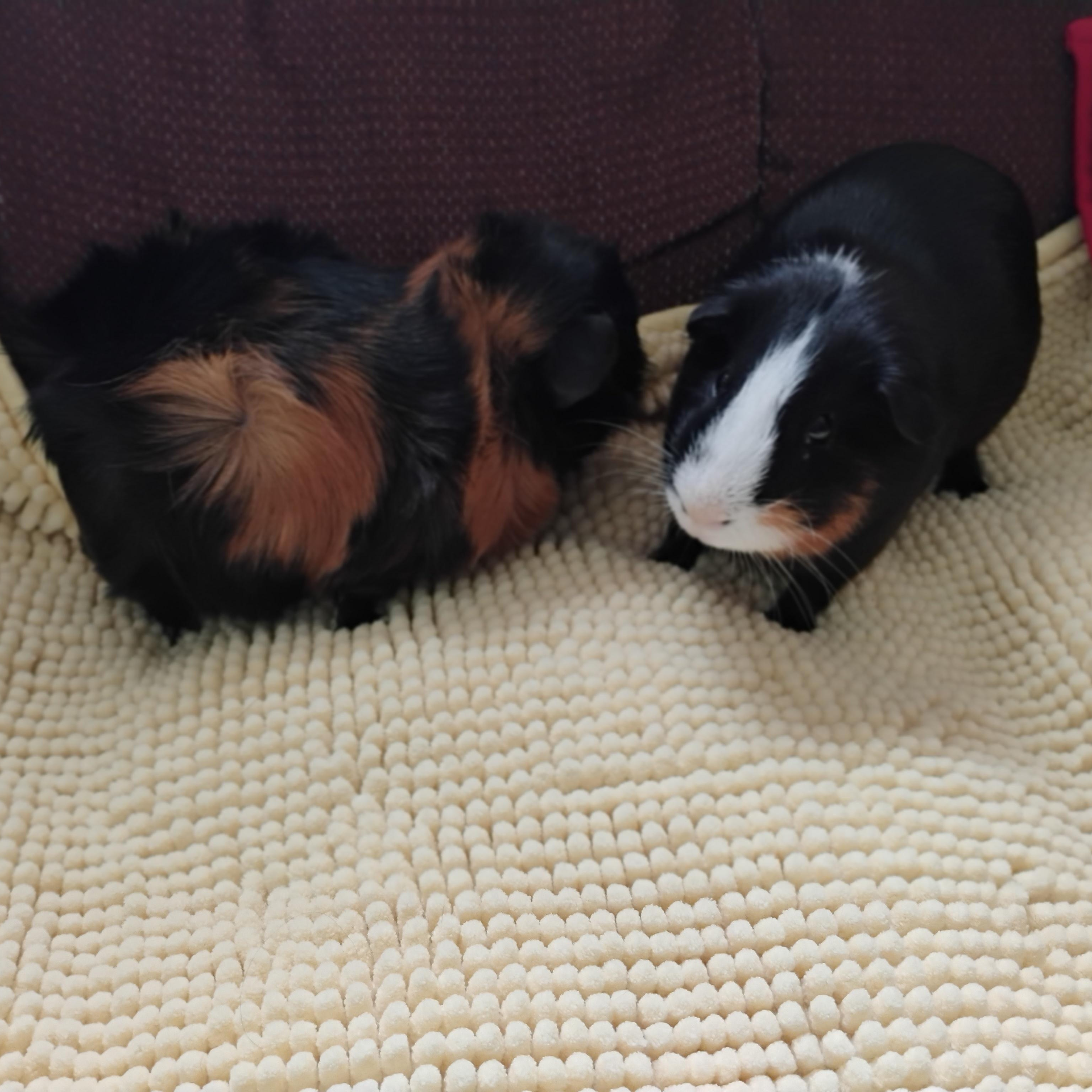 Enlarge Chester & Quill, a ADOPTABLE Abyssinian in San Antonio, TX image 3/3