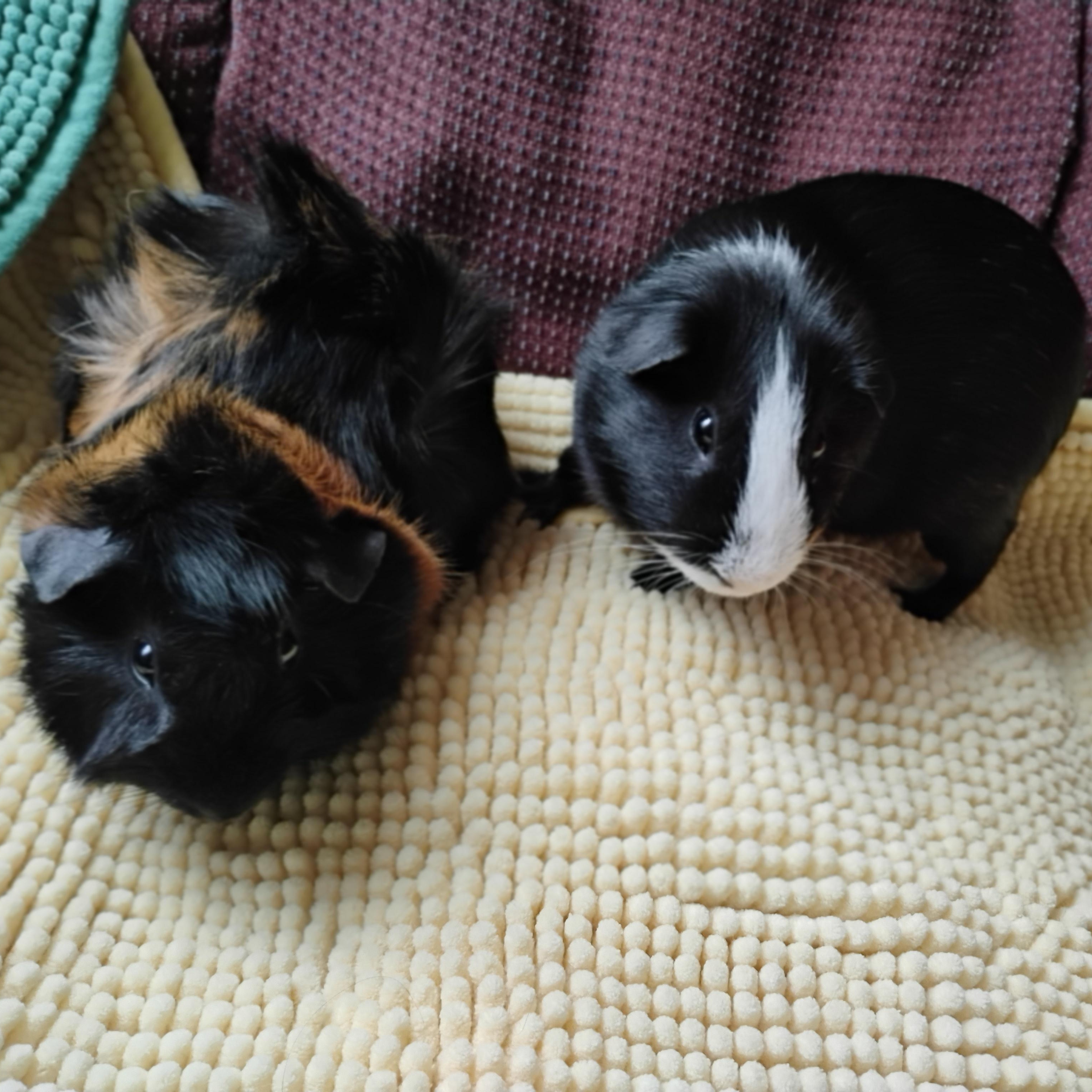 Enlarge Chester & Quill, a ADOPTABLE Abyssinian in San Antonio, TX image 1/3