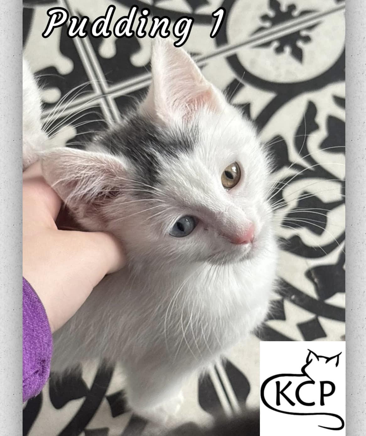 Pudding 1, an adoptable Domestic Short Hair in Courtenay, BC, V9N 7P1 | Photo Image 1