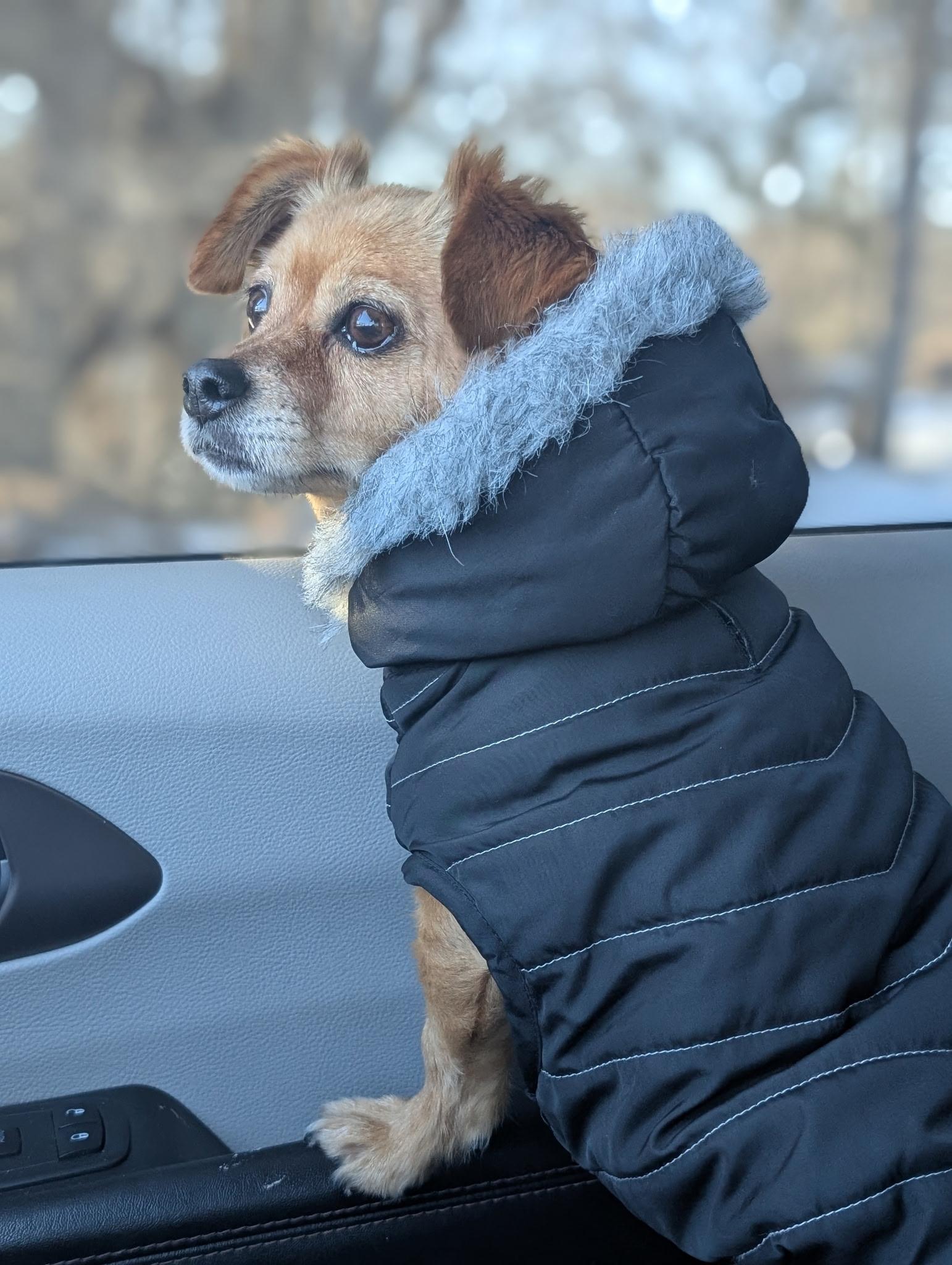 Enlarge Lulu, an adopted mixed breed in Crystal Lake, IL image 1/3