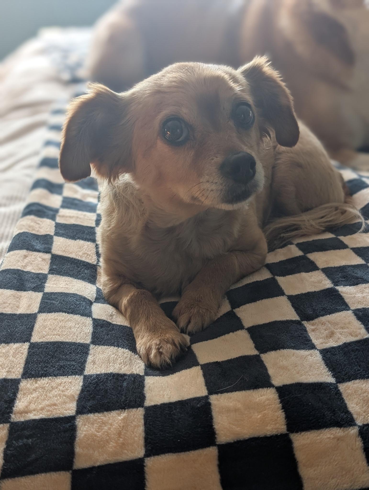 Enlarge Lulu, an adopted mixed breed in Crystal Lake, IL image 3/3