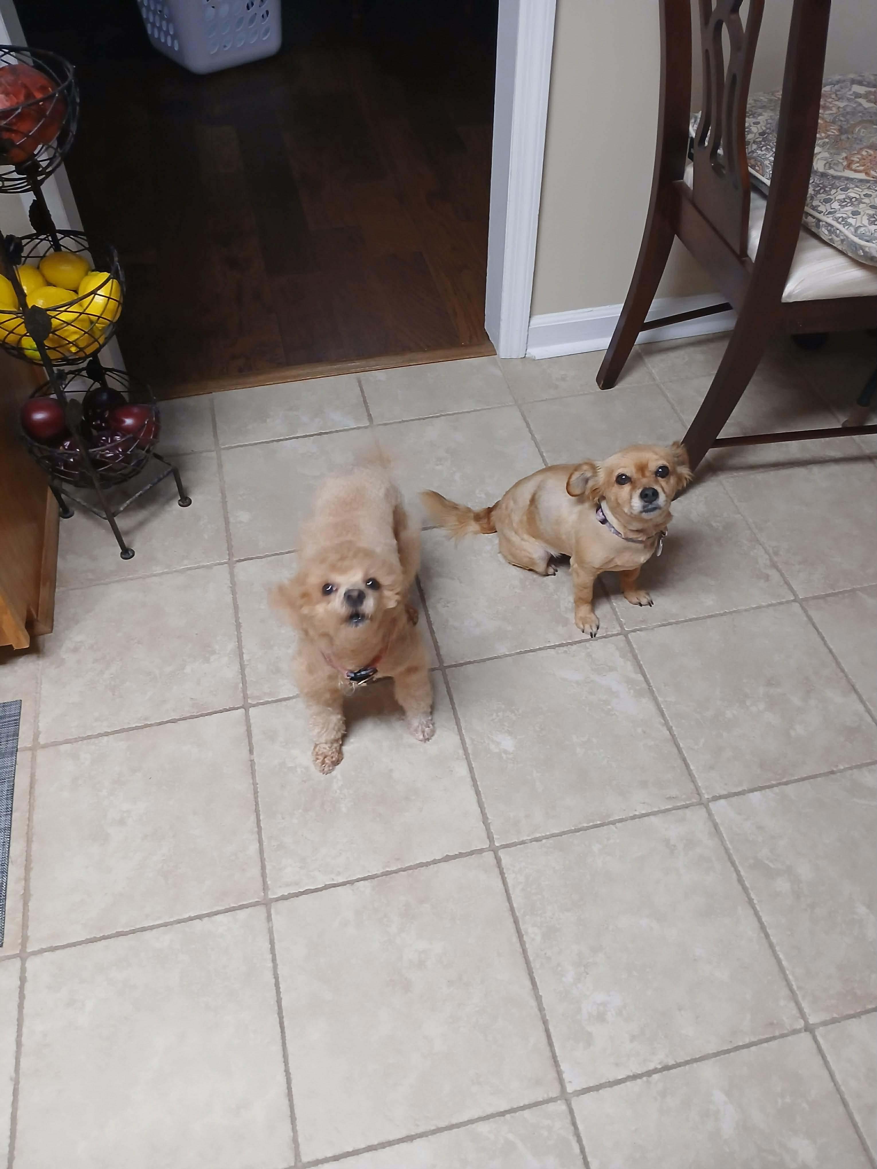 Enlarge Lulu, an adopted mixed breed in Crystal Lake, IL image 2/3