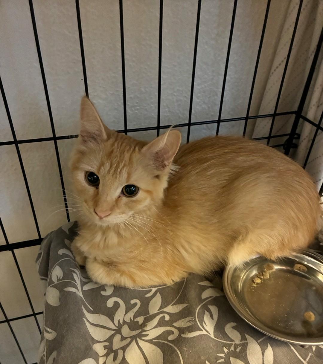 Monica, ADOPTABLE, Kitten Female Domestic Medium Hair.