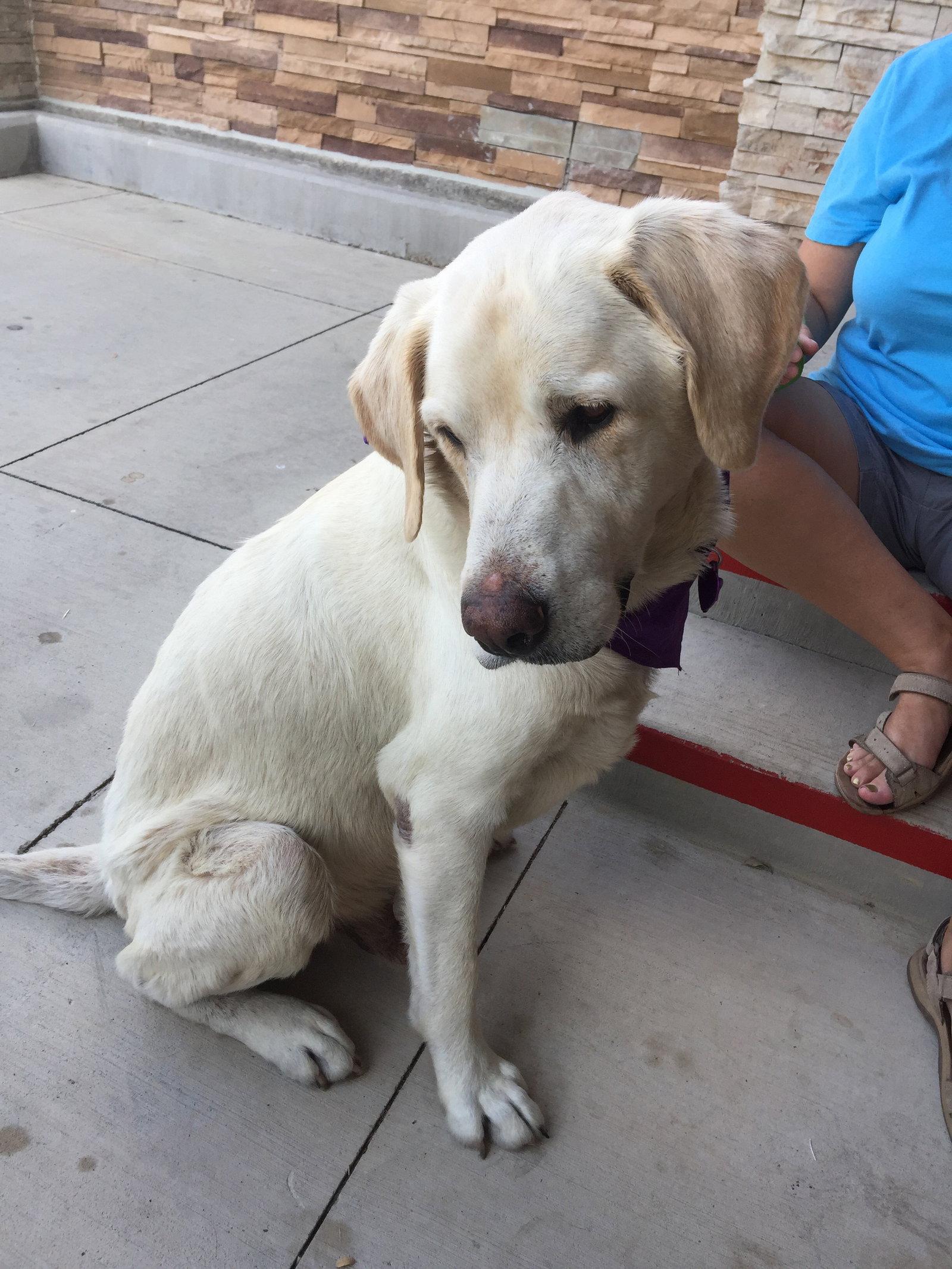 Grant 1, Adopted, Young Male Labrador Retriever.