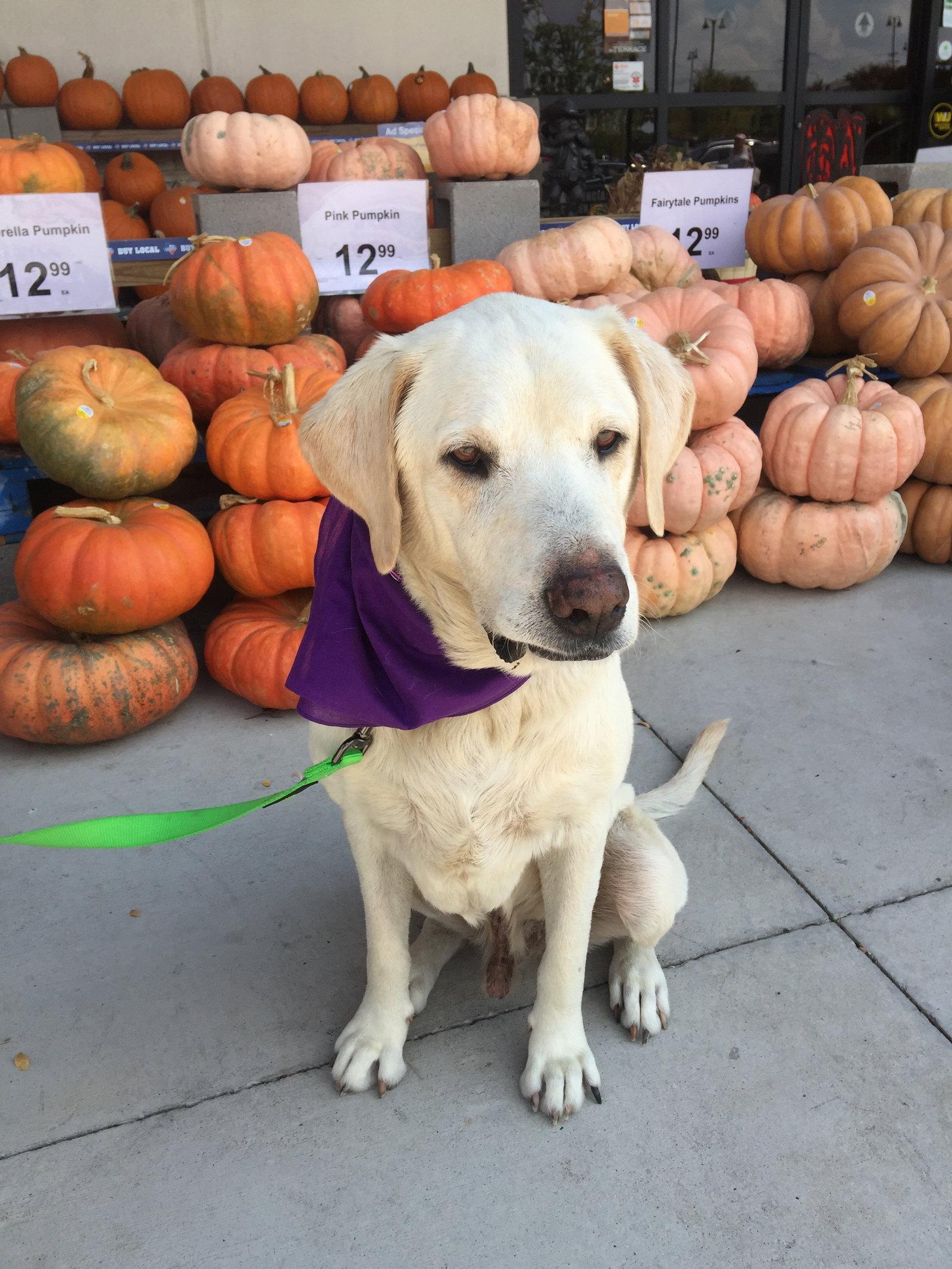 Enlarge Grant 1, a Adopted Labrador Retriever in Fort Worth, TX image 2/3