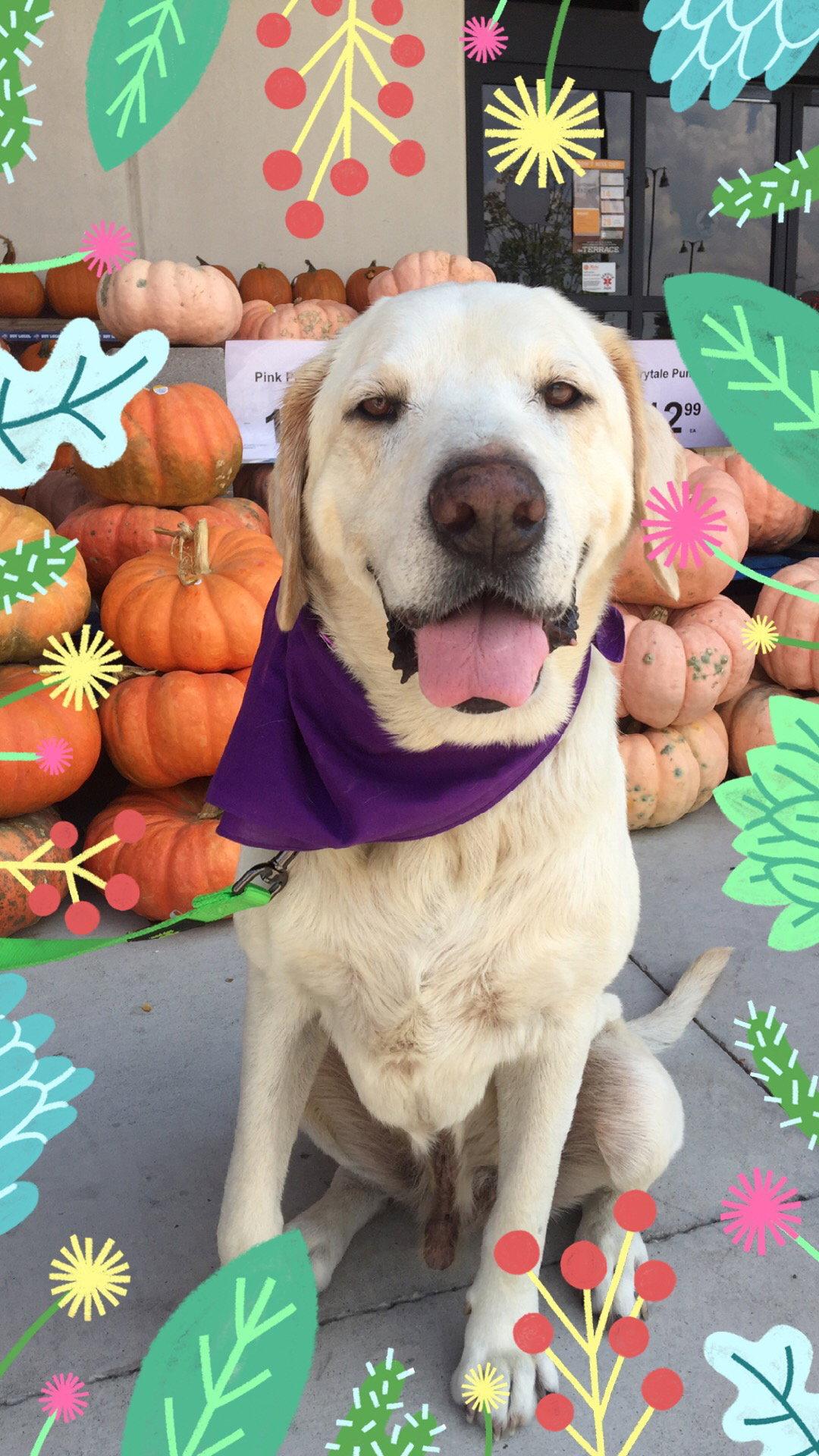 Enlarge Grant 1, a Adopted Labrador Retriever in Fort Worth, TX image 3/3