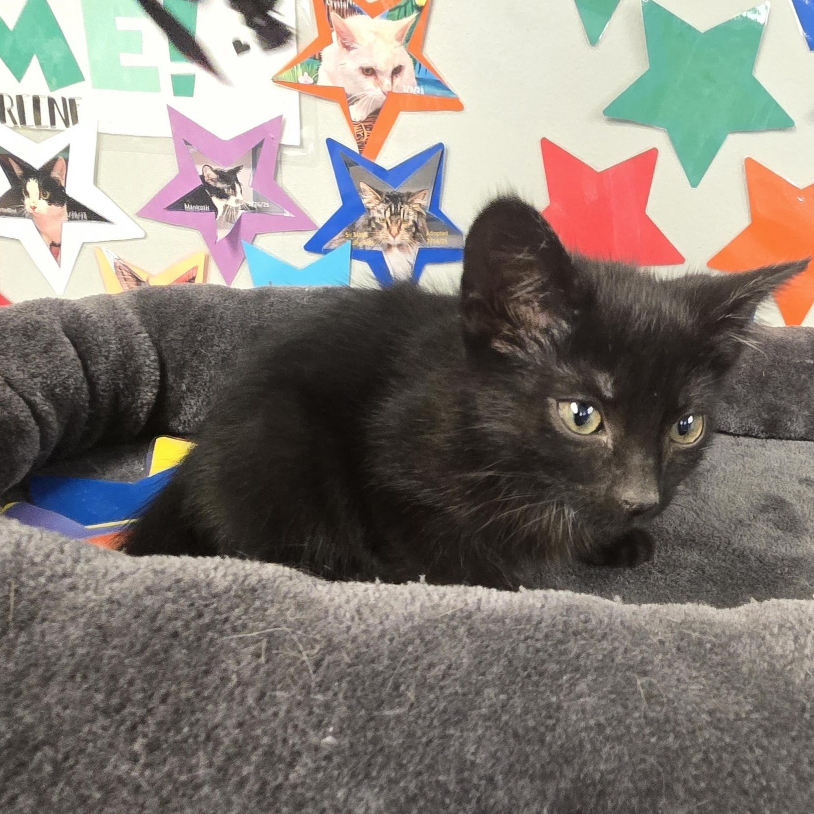 Enlarge Stitch, an adopted Domestic Short Hair in Xenia , OH image 2/6