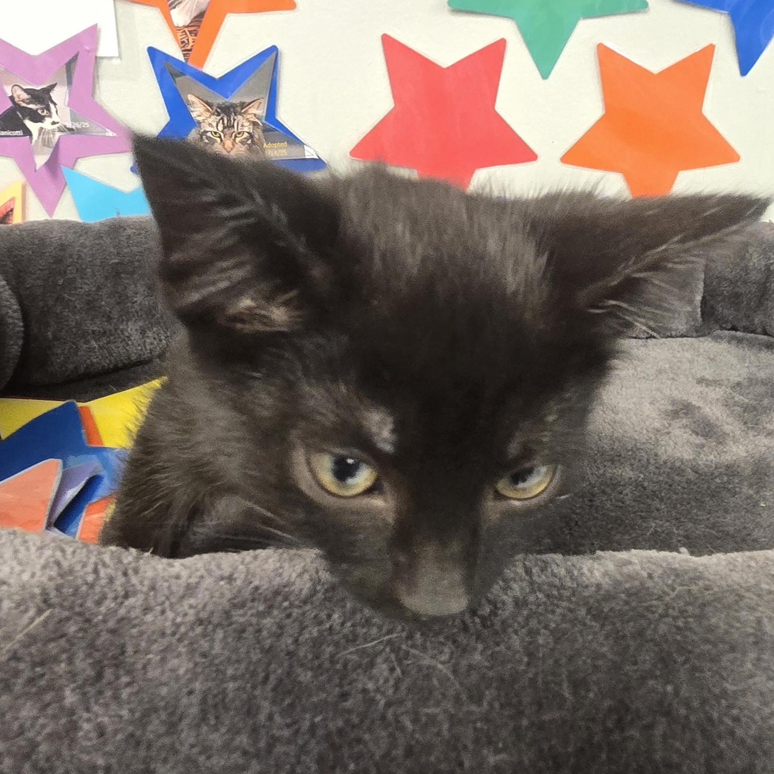 Enlarge Stitch, an adopted Domestic Short Hair in Xenia , OH image 4/6