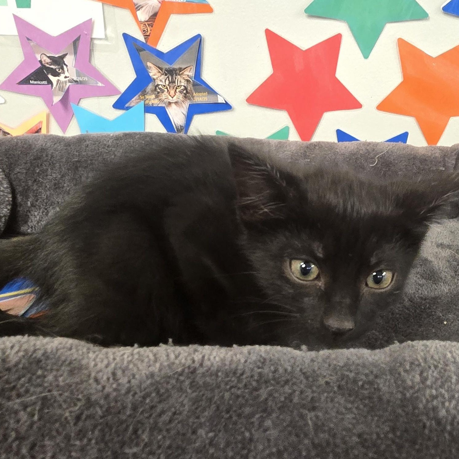 Enlarge Stitch, an adopted Domestic Short Hair in Xenia , OH image 6/6
