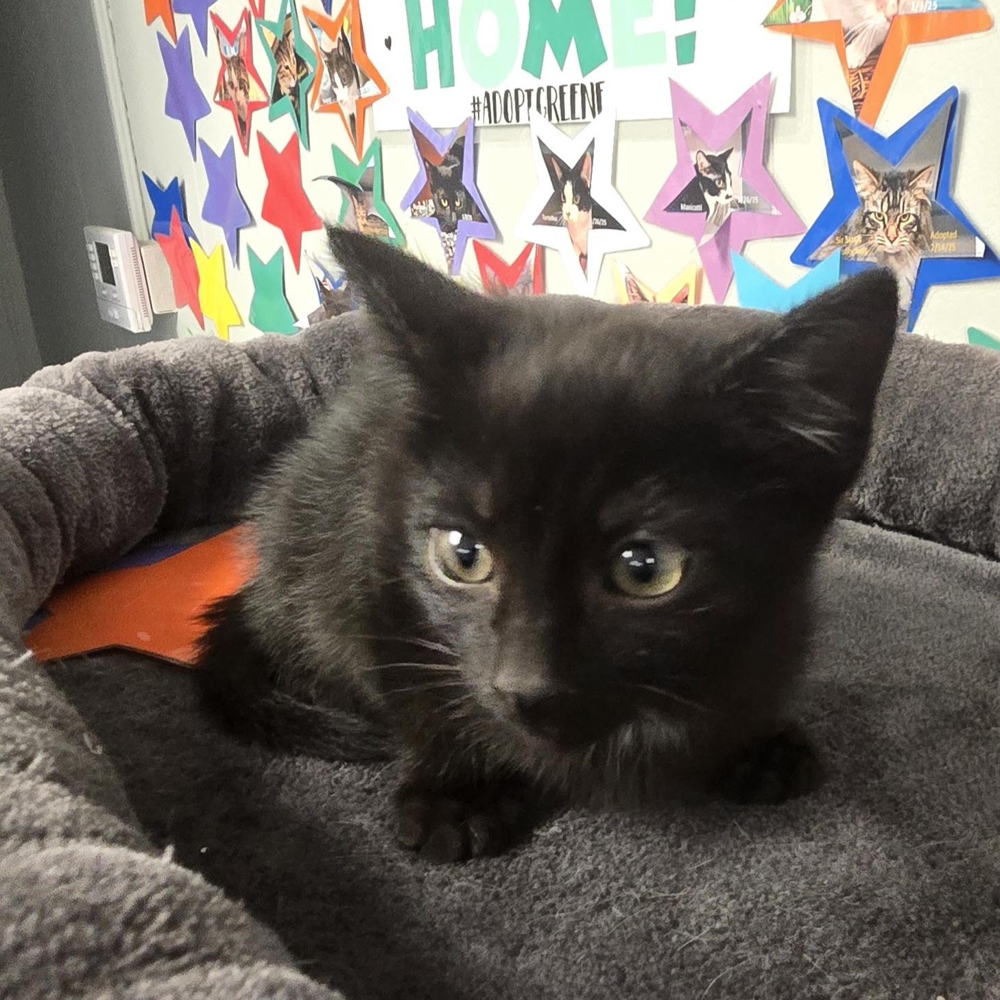 Enlarge Stitch, an adopted Domestic Short Hair in Xenia , OH image 1/6