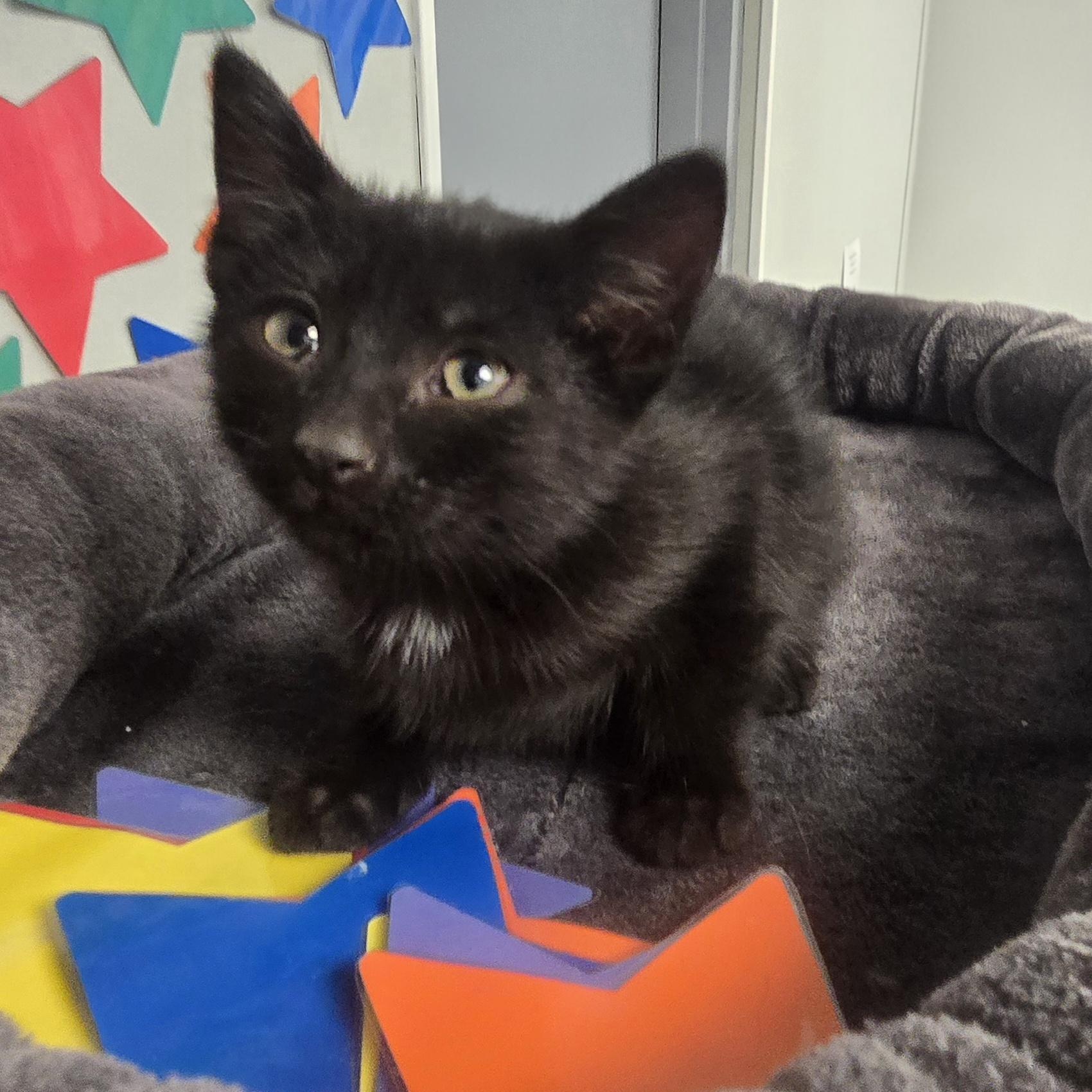 Enlarge Stitch, an adopted Domestic Short Hair in Xenia , OH image 5/6