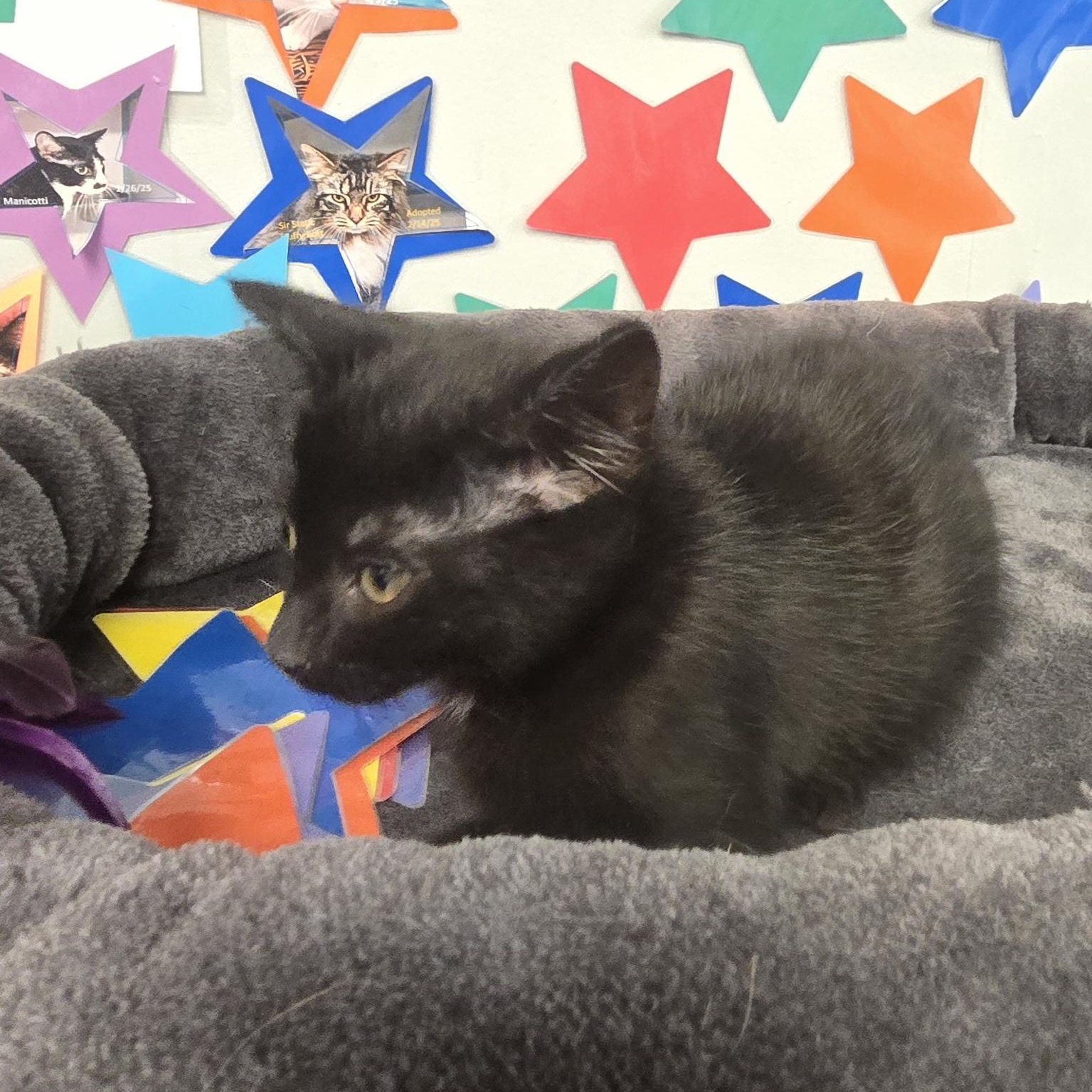 Enlarge Stitch, an adopted Domestic Short Hair in Xenia , OH image 3/6