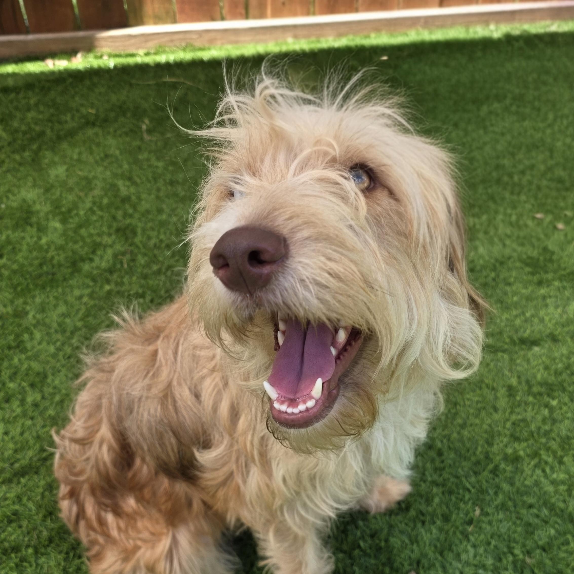 Stella, ADOPTABLE, Young Female Aussiedoodle.