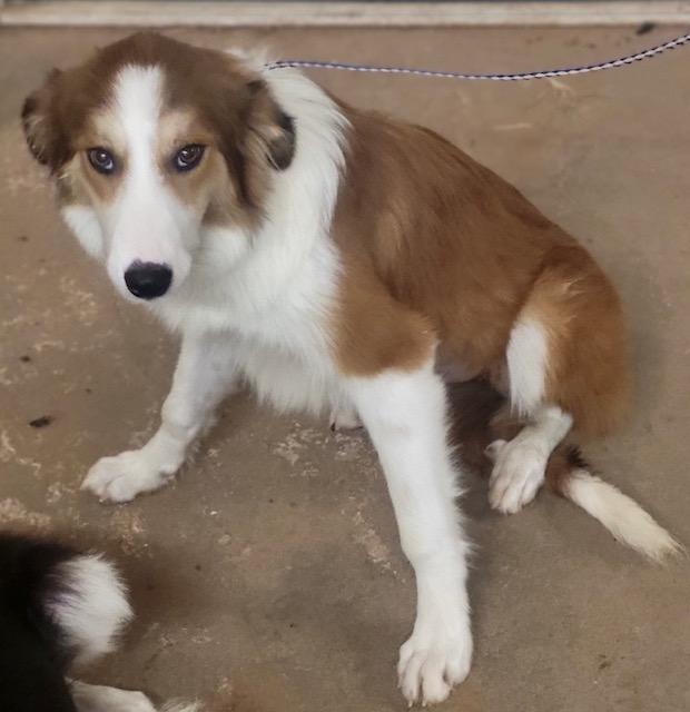 Tilly, Adopted, Young Female Border Collie.