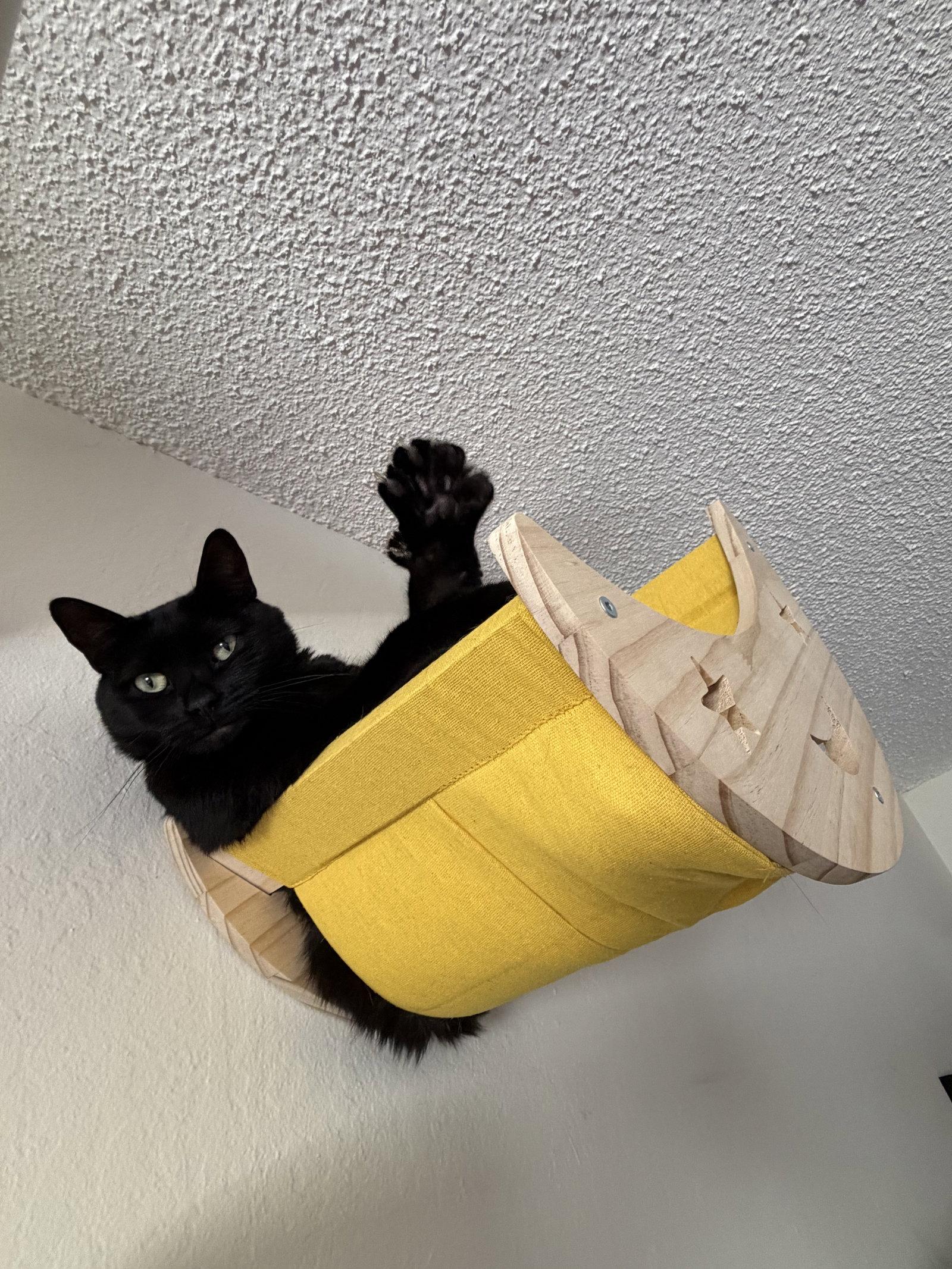 Luna, Adopted, Adult Female Domestic Short Hair.