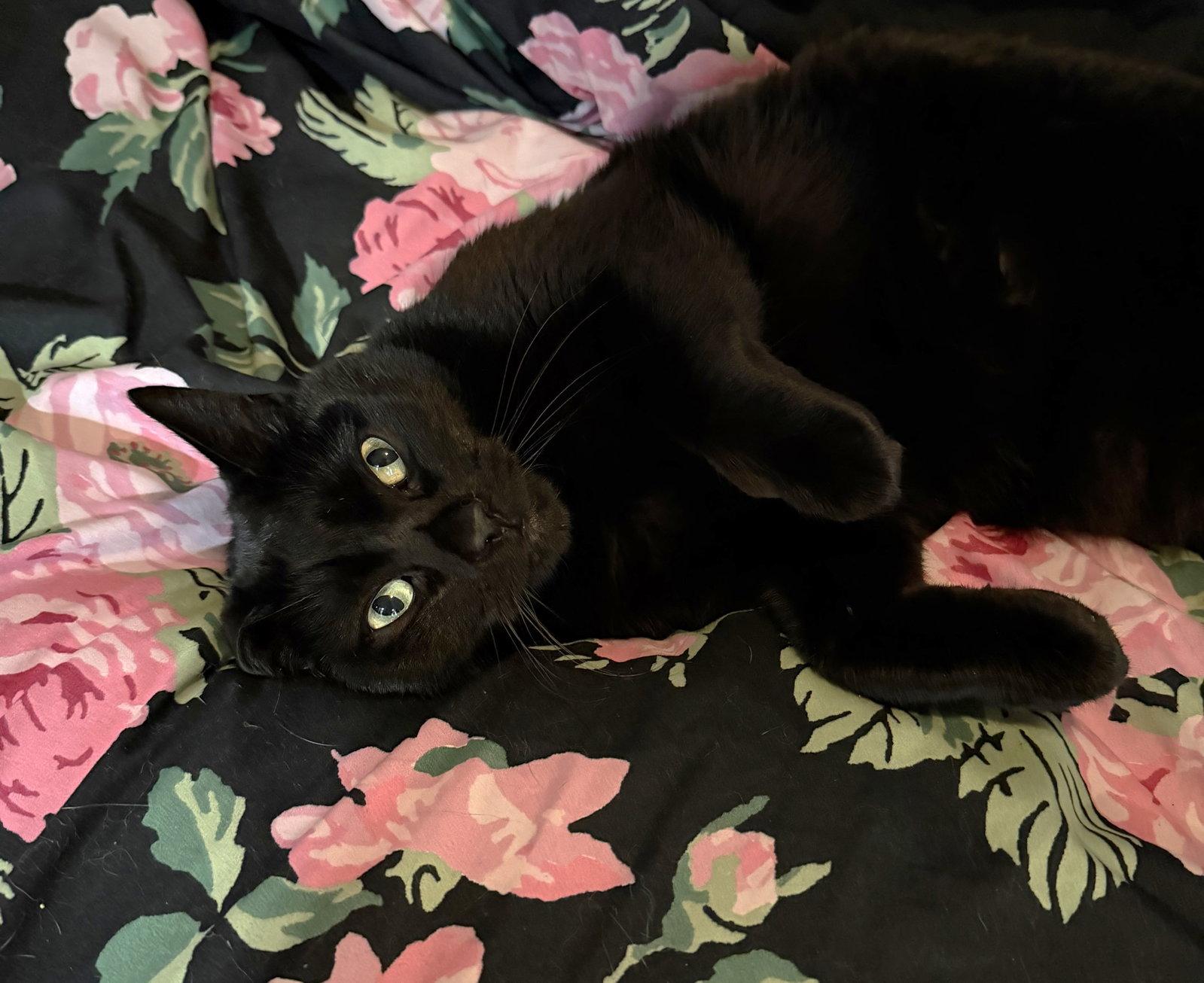 Enlarge Luna, a Adopted Domestic Short Hair in Oakland, CA image 2/3