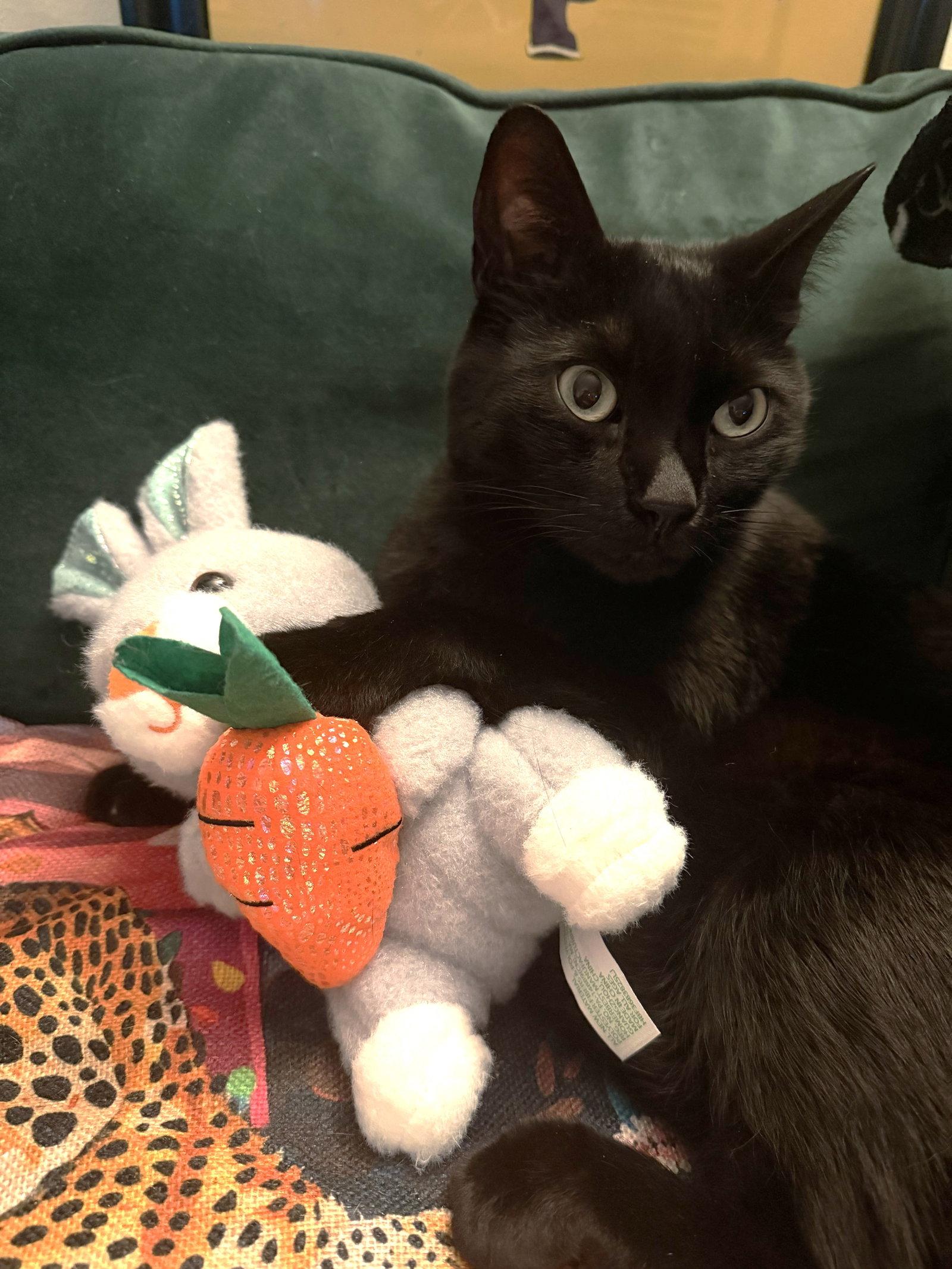 Enlarge Luna, a Adopted Domestic Short Hair in Oakland, CA image 3/3