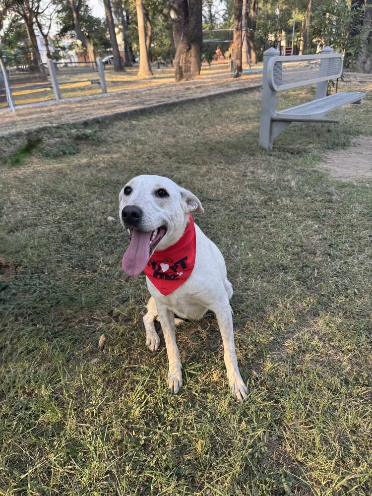 Dolly, Adoptable, Puppy Female Mixed Breed.