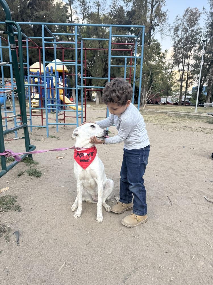 Dolly, a Adoptable mixed breed in Gig Harbor, WA image 2/6
