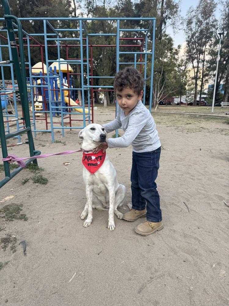 Dolly, a Adoptable mixed breed in Gig Harbor, WA image 4/6