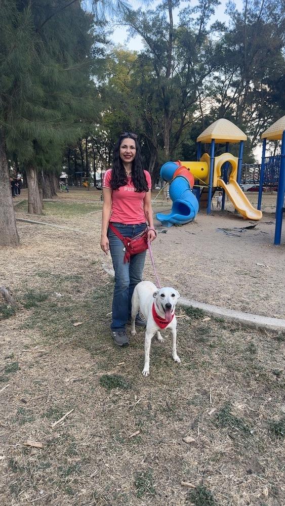 Dolly, a Adoptable mixed breed in Gig Harbor, WA image 5/6