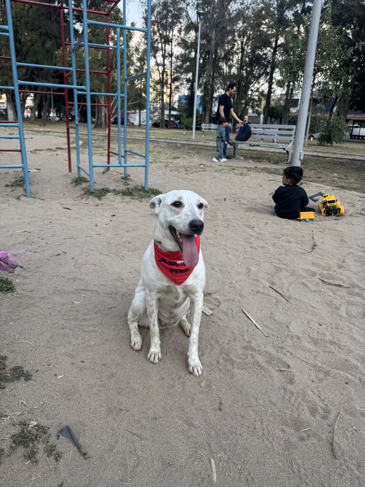 Dolly, a Adoptable mixed breed in Gig Harbor, WA image 6/6