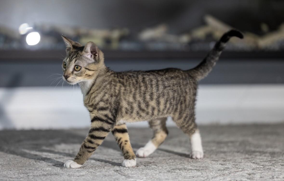 Cleopatra, Adoptable, Young Female Domestic Short Hair.