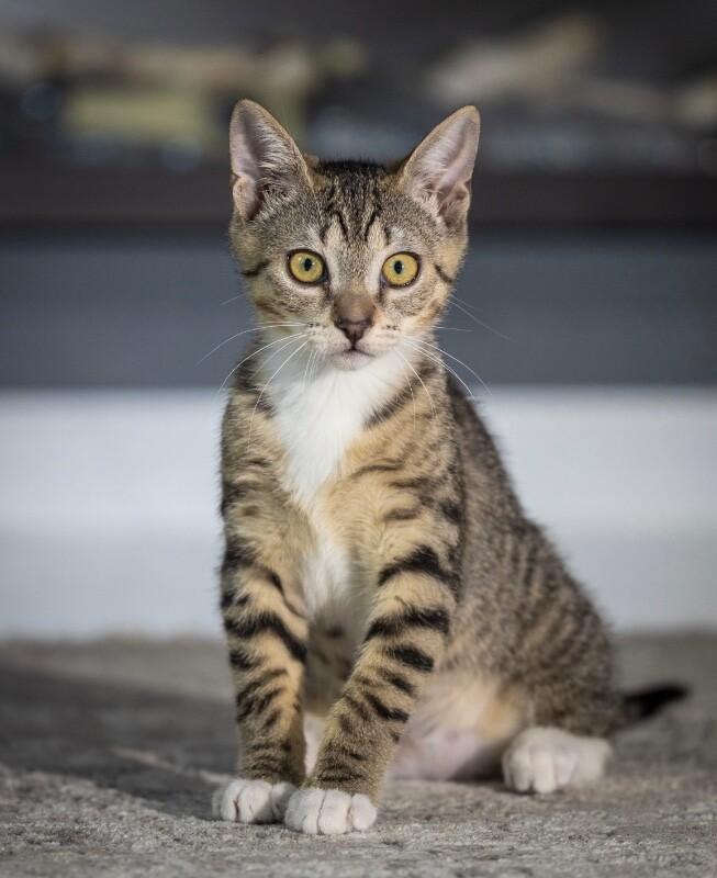 Cleopatra, a Adoptable Domestic Short Hair in North Babylon, NY image 2/6