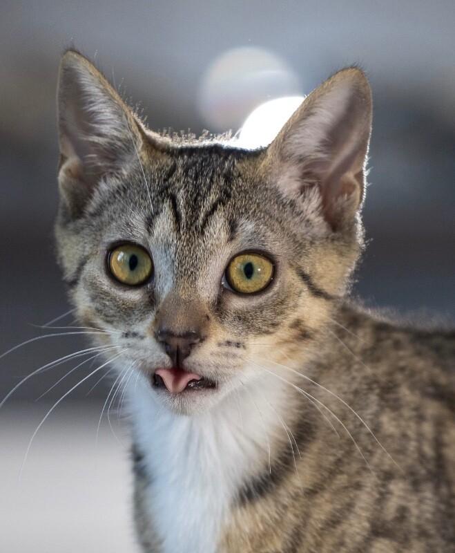 Cleopatra, a Adoptable Domestic Short Hair in North Babylon, NY image 3/6