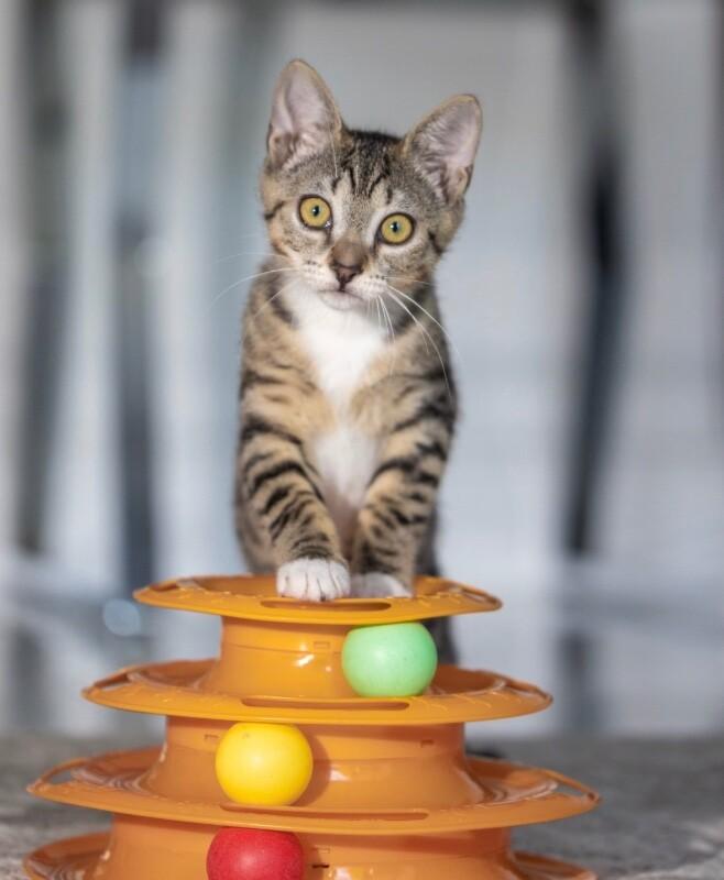 Cleopatra, a Adoptable Domestic Short Hair in North Babylon, NY image 4/6