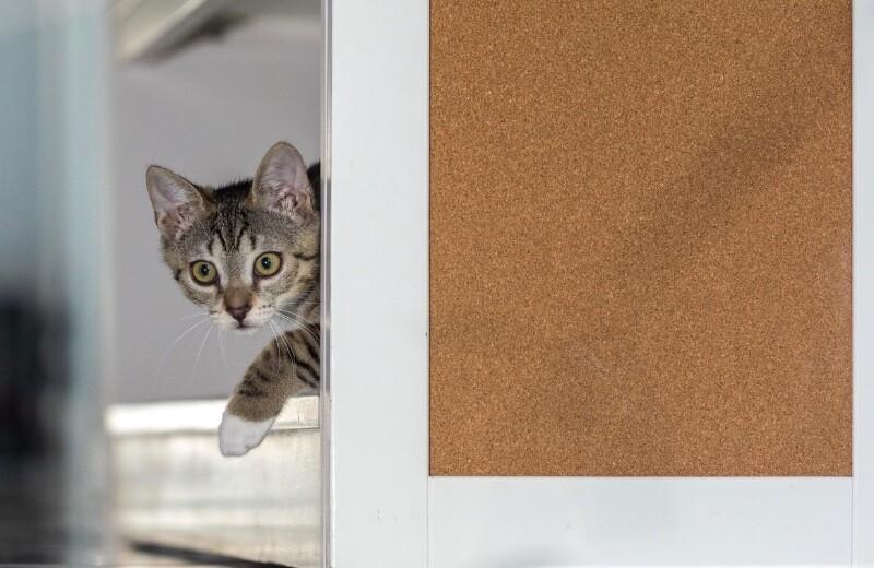 Cleopatra, a Adoptable Domestic Short Hair in North Babylon, NY image 5/6