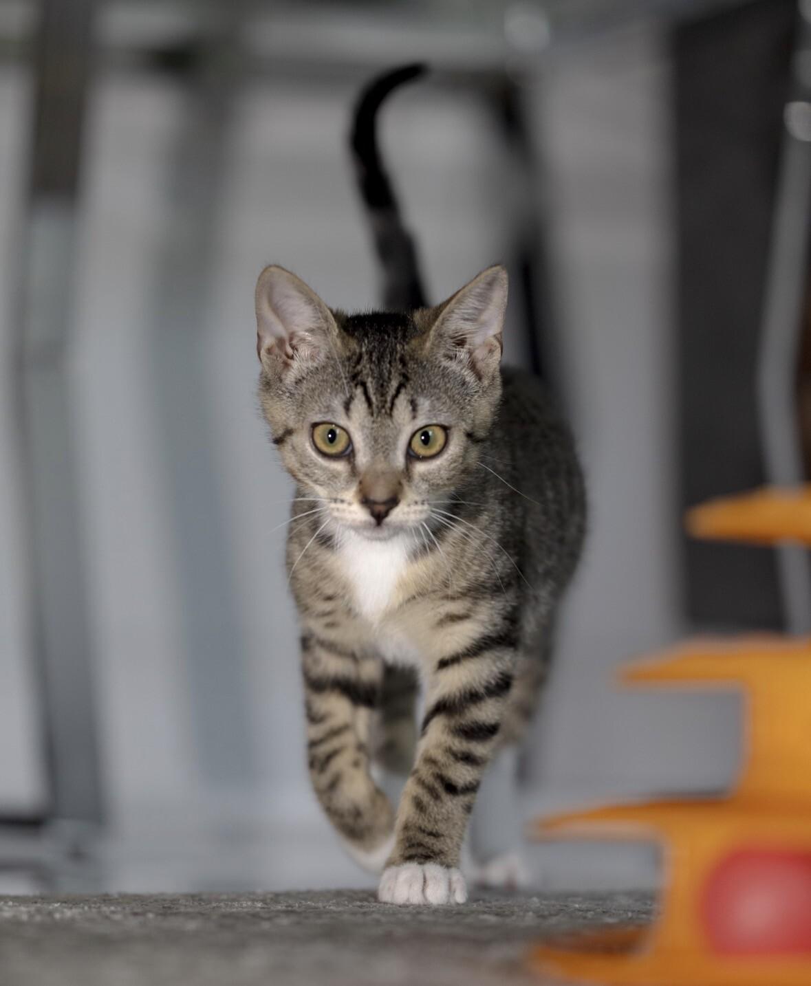 Cleopatra, a Adoptable Domestic Short Hair in North Babylon, NY image 6/6