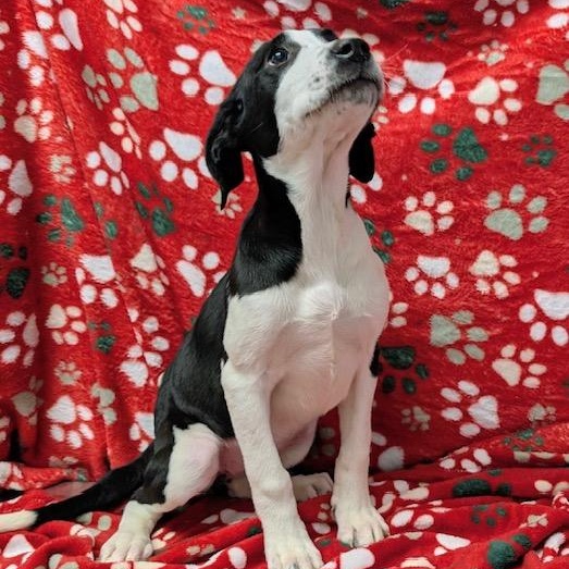 Enlarge NINTENDO, a Adoptable Mixed Breed in Cranston, RI image 2/2