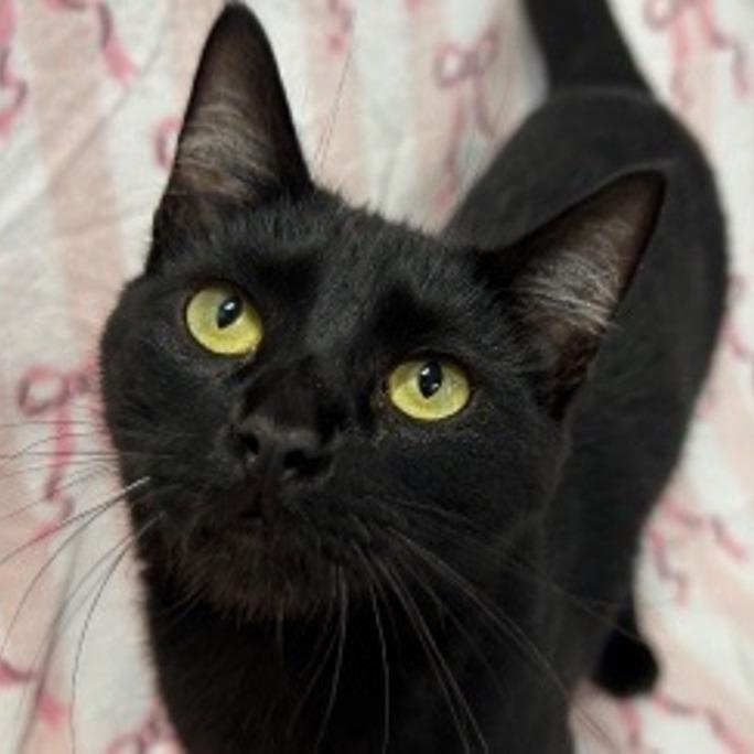 Issac, Adoptable, Young Male Domestic Long Hair.