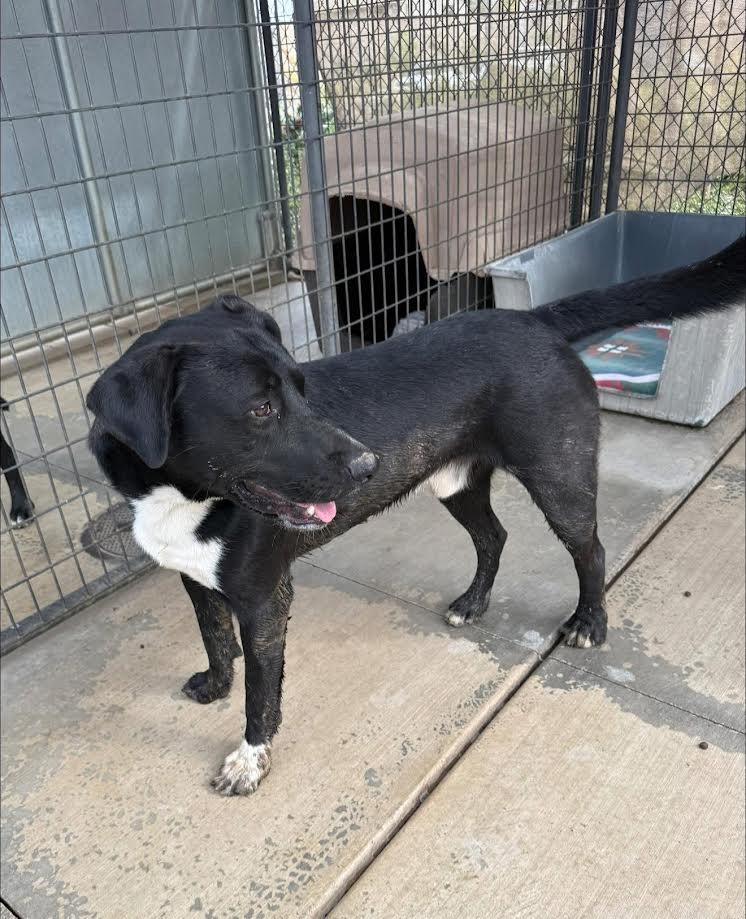 Oakley, ADOPTABLE, Adult Male Labrador Retriever.