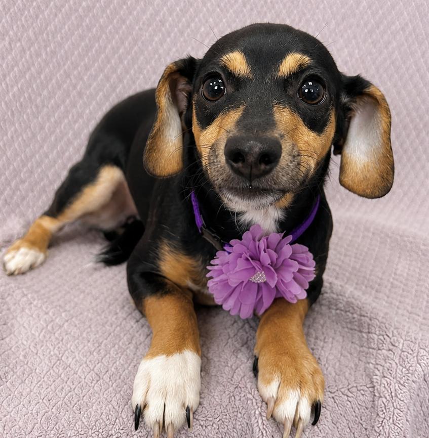 Gretchen photo