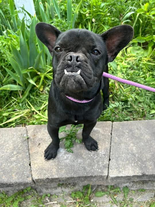 Vader, an adopted French Bulldog in Howes Cave, NY image 2/2