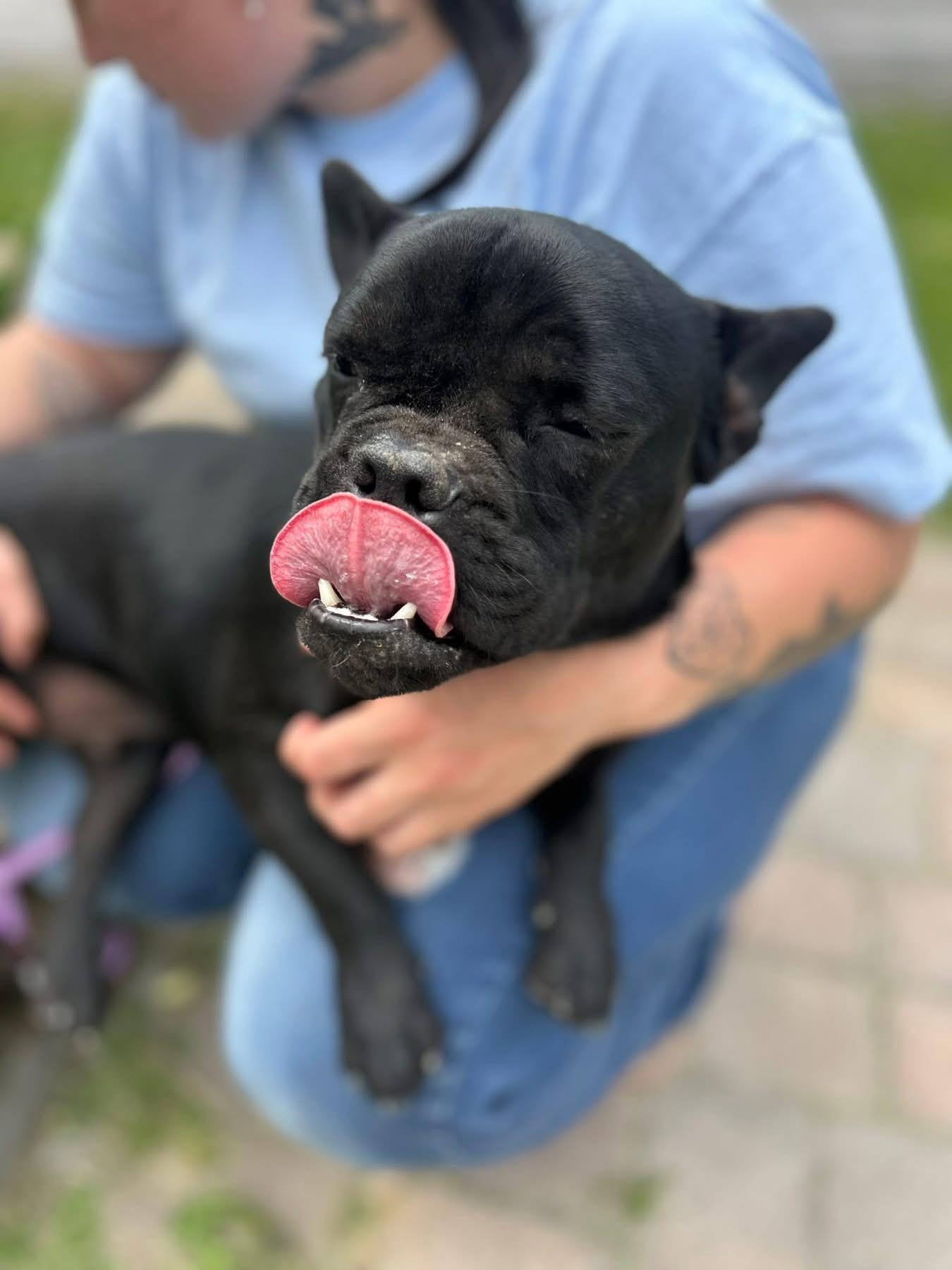 Vader, adopted, Adult Male French Bulldog.