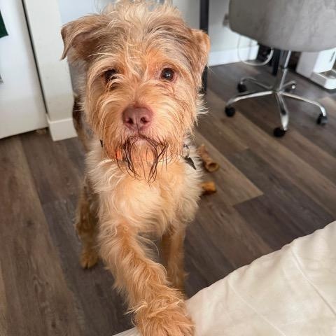 Enlarge Bellington, a Adopted mixed breed in Chicago, IL image 2/4