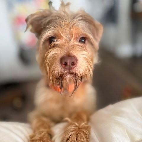 Bellington, Adopted, Young Male Terrier.