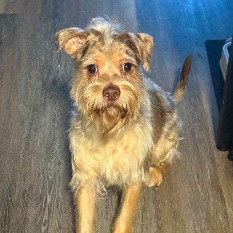 Enlarge Bellington, a Adopted mixed breed in Chicago, IL image 4/4