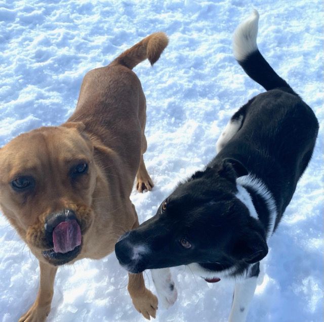 Dog for adoption Valerie, a SharPei & Labrador Retriever Mix in Polson, MT Petfinder