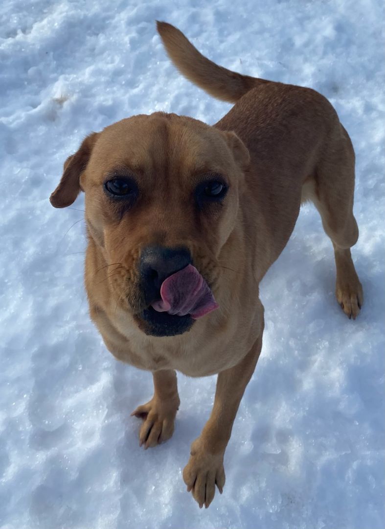 Dog for adoption Valerie, a SharPei & Labrador Retriever Mix in Polson, MT Petfinder