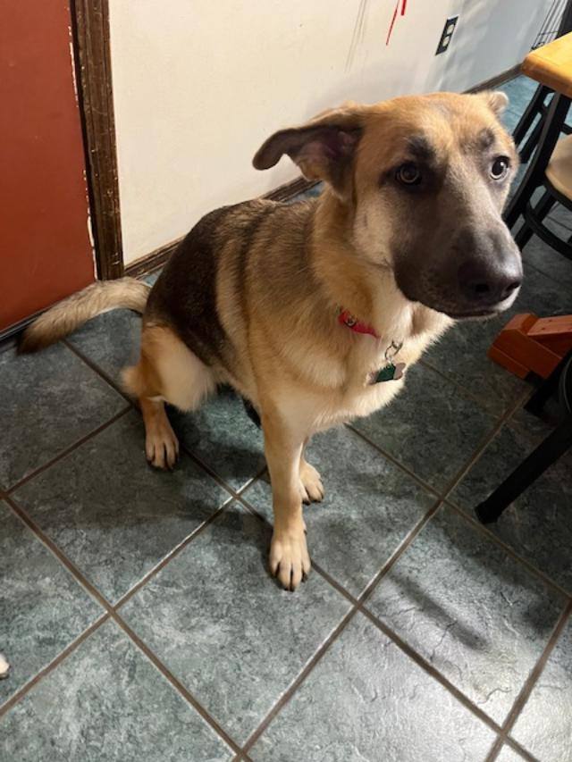 Dog for adoption Stella, a German Shepherd Dog in Nixa, MO Petfinder