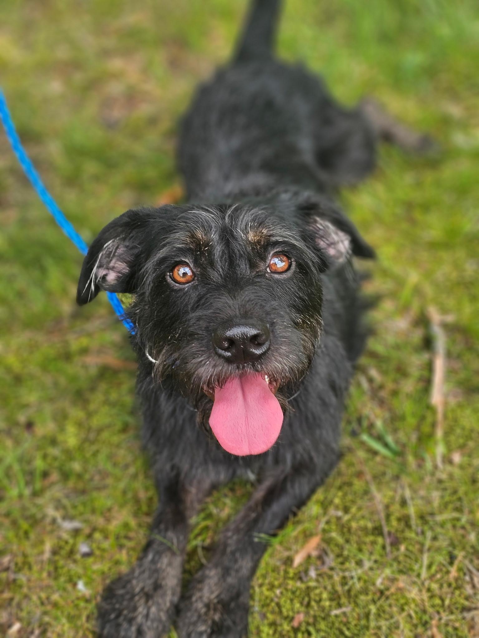 Enlarge Clyde, a Adoptable mixed breed in Charlotte, NC image 1/5