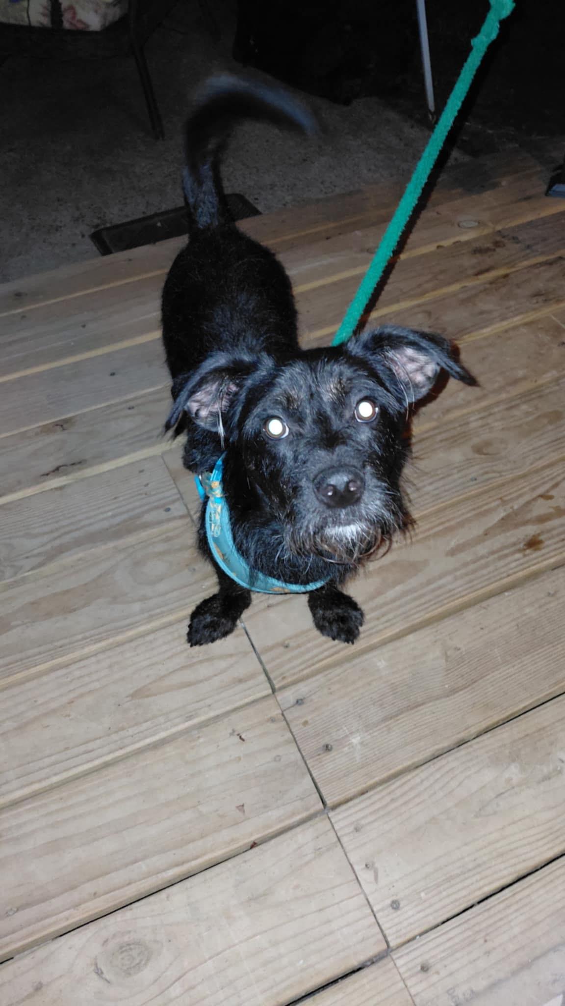 Enlarge Clyde, a Adoptable mixed breed in Charlotte, NC image 5/5