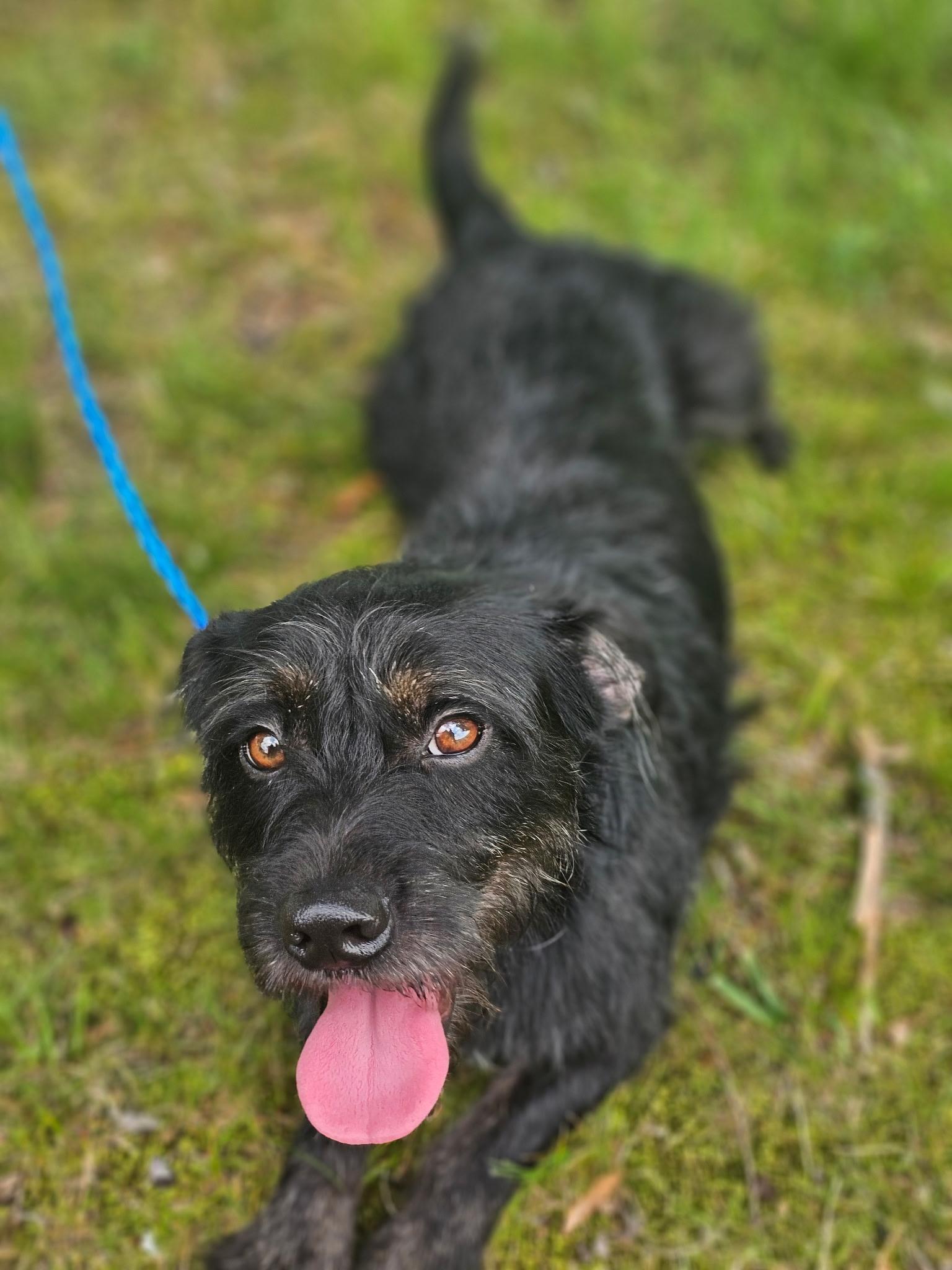 Enlarge Clyde, a Adoptable mixed breed in Charlotte, NC image 3/5