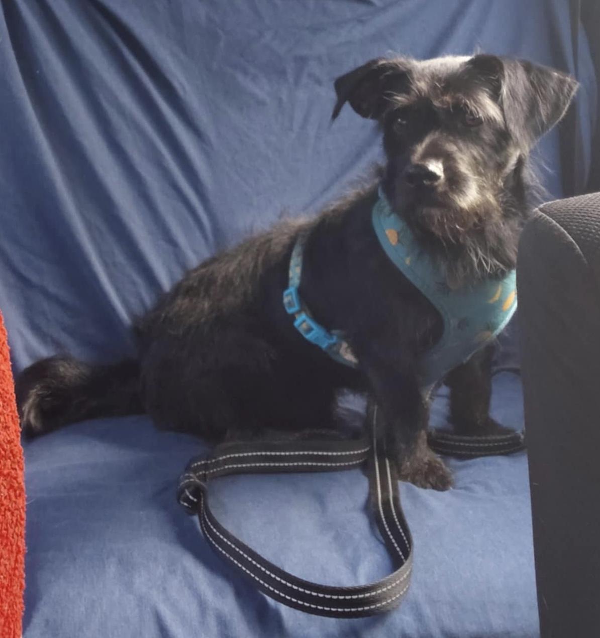 Enlarge Clyde, a Adoptable mixed breed in Charlotte, NC image 4/5